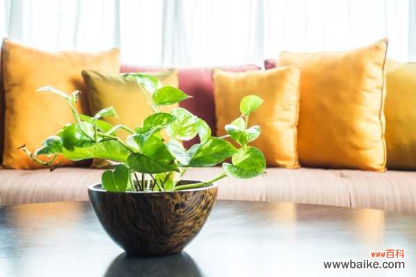 绿萝叶子烂了怎么办