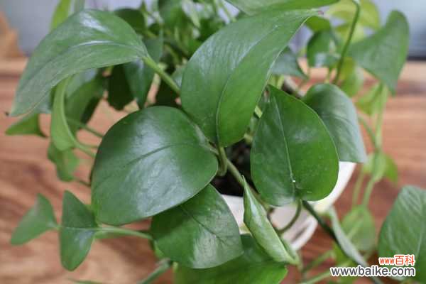 绿萝叶子烂了怎么办