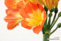 君子兰不开花怎么回事