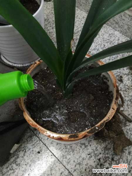 君子兰不开花怎么回事