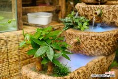 发财树树干腐烂怎么治