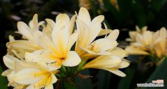 代表君子的植物有哪些？它们各自象征着什么含义？