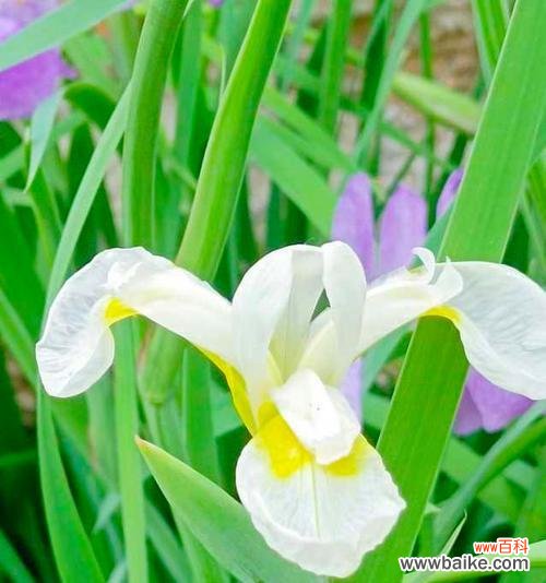 老年人象征的花有哪些?花语代表的意义是什么?