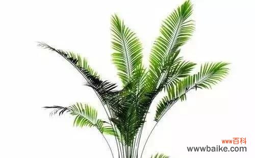 代表老师的植物有哪些？它们各自象征着什么？