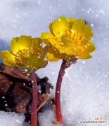 代表坚强傲骨的花是什么？如何养护这些花朵？