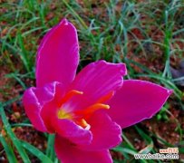 代表坚强勇敢的花有哪些？如何用花卉表达坚韧不拔的精神？