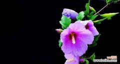 哪些植物代表坚韧？如何在家中种植这些植物？