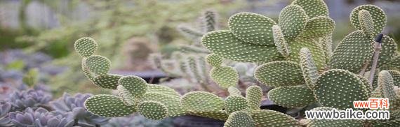 哪些植物代表坚韧?如何在家中种植这些植物?