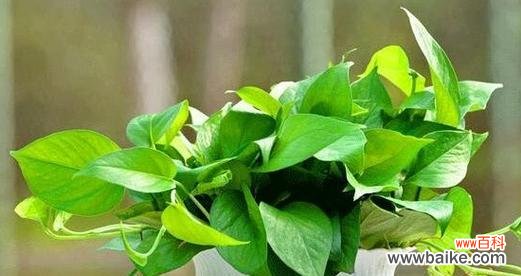 哪些植物代表坚韧?如何在家中种植这些植物?