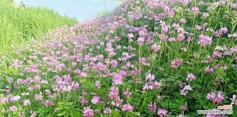 代表坚韧不拔的花是什么？如何用它表达坚持和毅力？