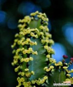 代表坚韧不拔的花是什么？如何用它表达坚持和毅力？