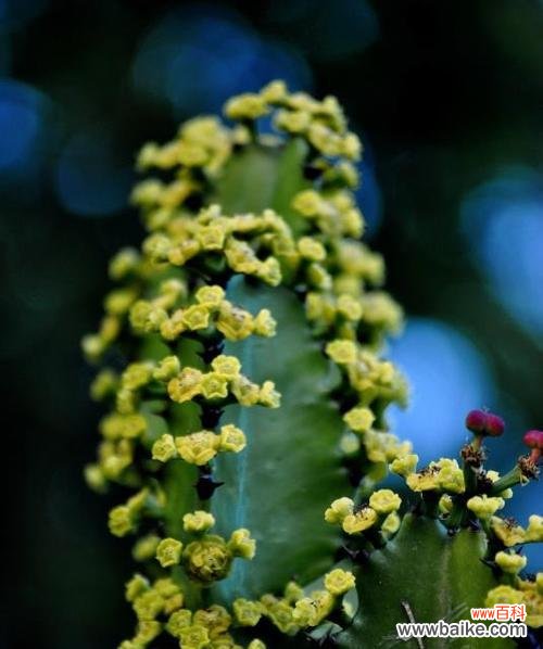 代表坚韧不拔的花是什么？如何用它表达坚持和毅力？