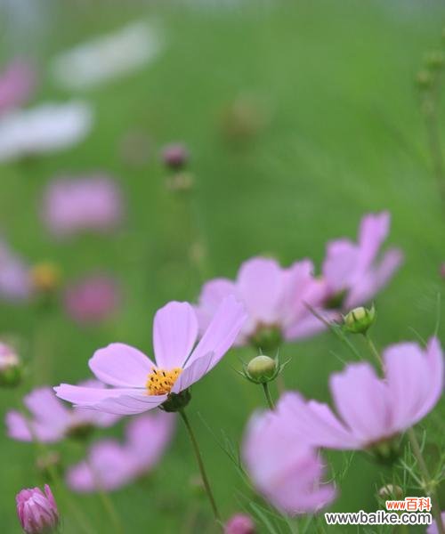 代表坚韧不拔的花是什么？如何用它表达坚持和毅力？