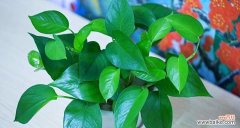 代表健康的植物有哪些？它们对身体有哪些益处？