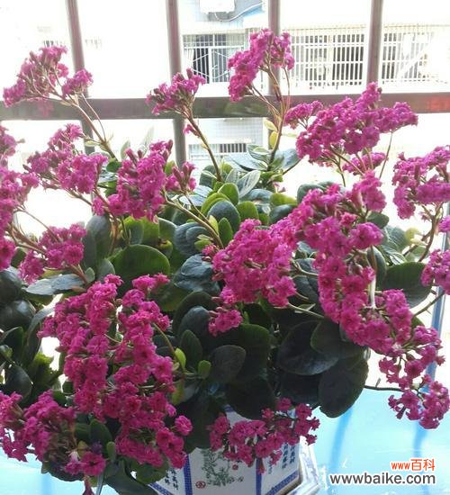 代表健康快乐的花是什么?如何用花卉表达健康快乐?