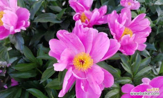 代表健康快乐的花是什么?如何用花卉表达健康快乐?