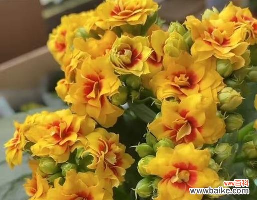 哪些花象征健康长寿?如何养护以保持其寓意?