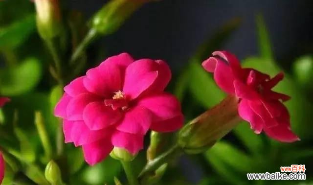 哪些花象征健康长寿?如何养护以保持其寓意?