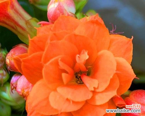 哪些花象征健康长寿?如何养护以保持其寓意?