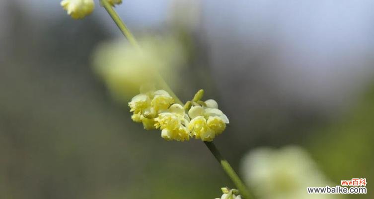 惊蛰时节代表性的植物有哪些?它们各自有什么特点?
