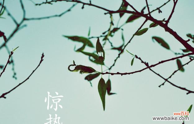 惊蛰时节代表性的植物有哪些?它们各自有什么特点?