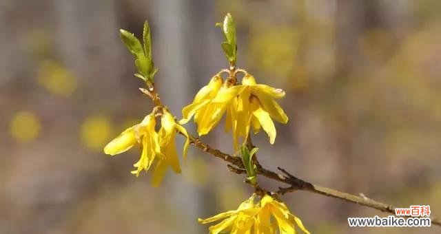 代表姐妹情深的花是什么？如何用花表达姐妹情谊？