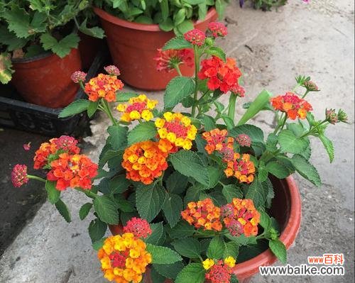 代表姐妹情深的花是什么？如何用花表达姐妹情谊？