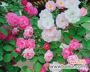 代表姐妹情深的花是什么？如何用花表达姐妹情谊？