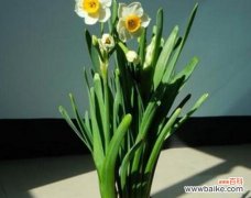 代表礼仪的植物有哪些？它们各自象征着什么含义？