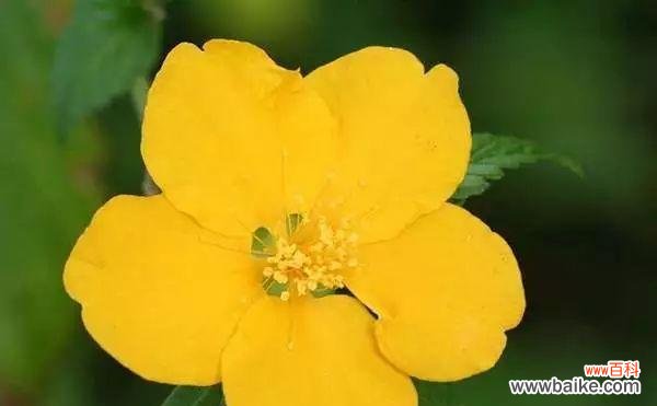 代表离别的植物有哪些?它们各自象征着什么含义?