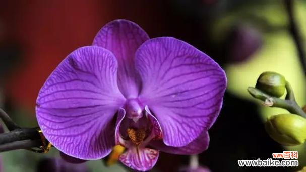 什么花代表冷静理智?花语中理性的花卉有哪些?