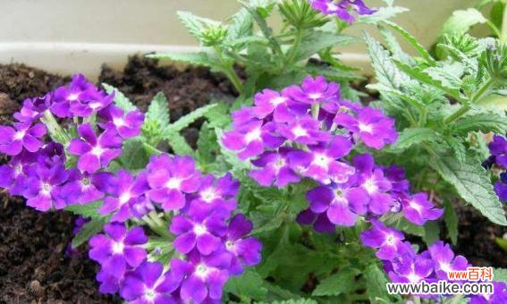 代表美好的植物有哪些?它们各自象征着什么?