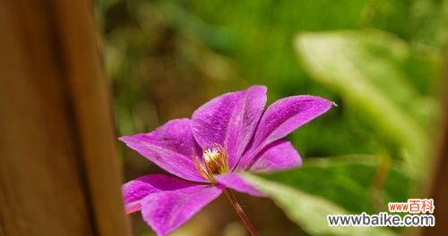 揭秘铁线莲神秘的语言 铁线莲的花语与涵义