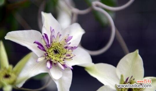 揭秘铁线莲神秘的语言 铁线莲的花语与涵义