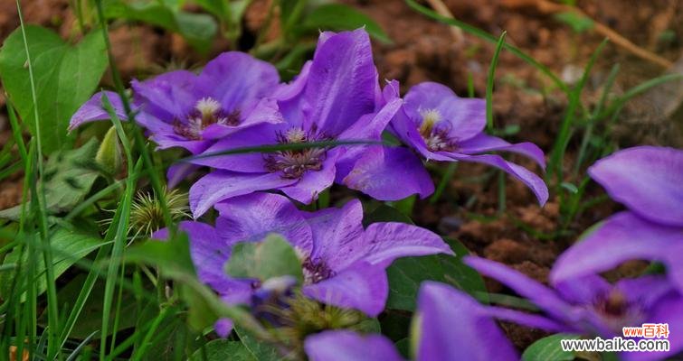 揭秘铁线莲神秘的语言 铁线莲的花语与涵义