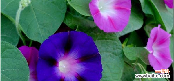解读牵牛花所代表的意义 牵牛花的花语