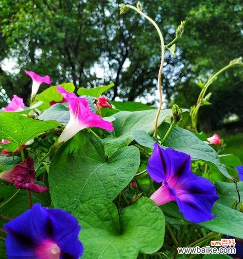 解读牵牛花所代表的意义 牵牛花的花语