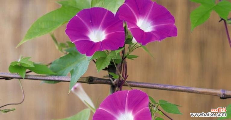 解读牵牛花所代表的意义 牵牛花的花语