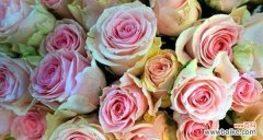 了解花语，品读情感 花语19朵玫瑰的深刻寓意