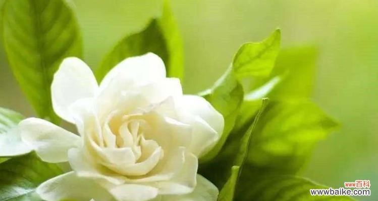 深入解读8种花语,感受真挚友谊 代表友情的花语