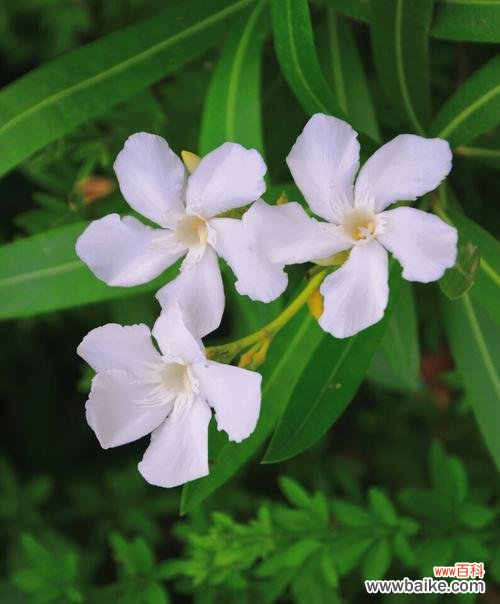 深入解读8种花语,感受真挚友谊 代表友情的花语