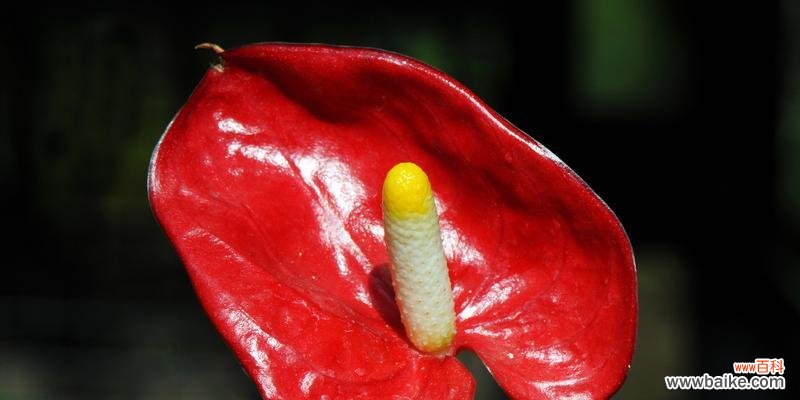 红掌花的象征意义与文化背景 解读红掌花语——传递热情、自信与美丽