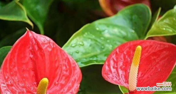 红掌花的象征意义与文化背景 解读红掌花语——传递热情、自信与美丽