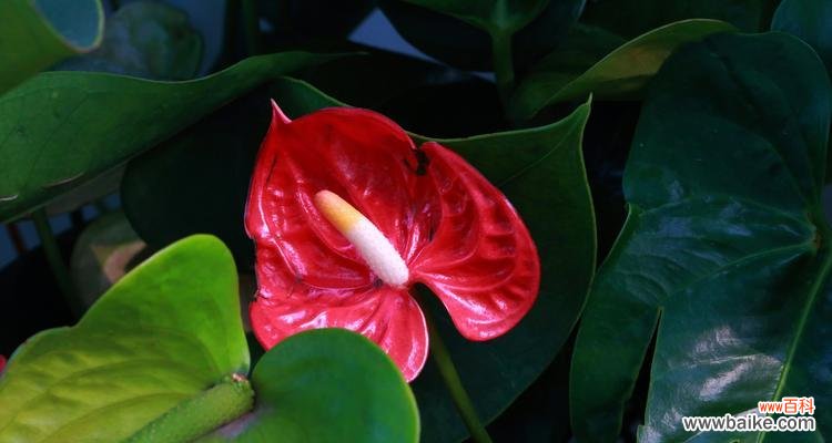 红掌花的象征意义与文化背景 解读红掌花语——传递热情、自信与美丽