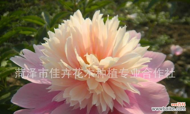 传承千年的美丽寓意 探究芍药花语的含义