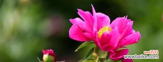 传承千年的美丽寓意 探究芍药花语的含义