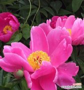 探寻芍药花在文化中的象征意义 芍药花语的深刻含义