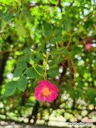 蔷薇花病害及防治方法