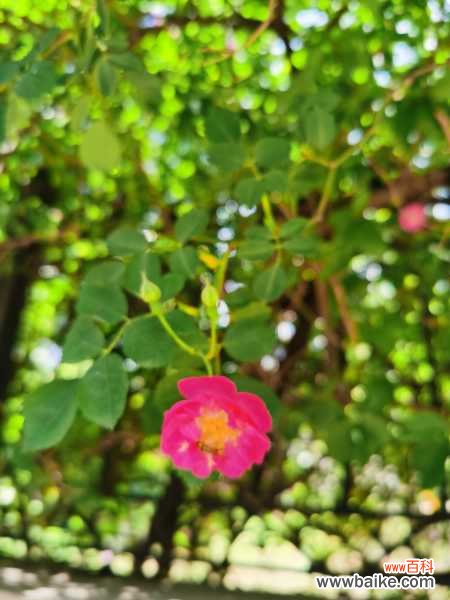 蔷薇花病害及防治方法