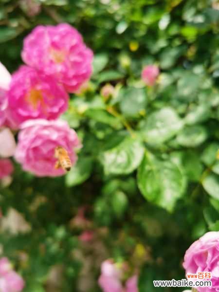 蔷薇花病害及防治方法